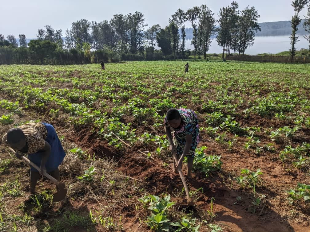 Farmers working in crop rows